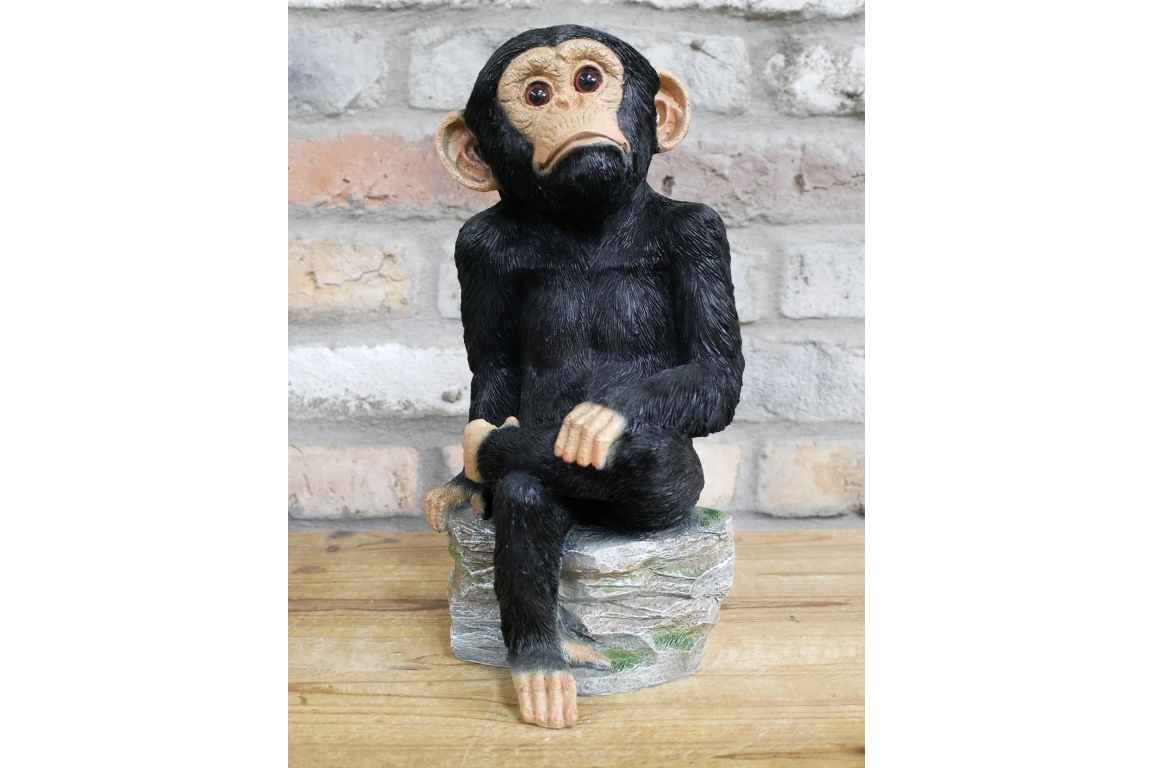 Monkey Sat On Rocks