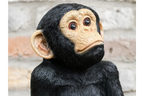 Monkey Sat On Rocks