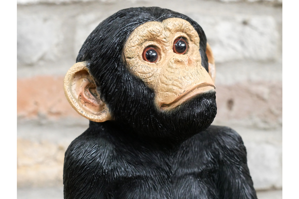 Monkey Sat On Rocks