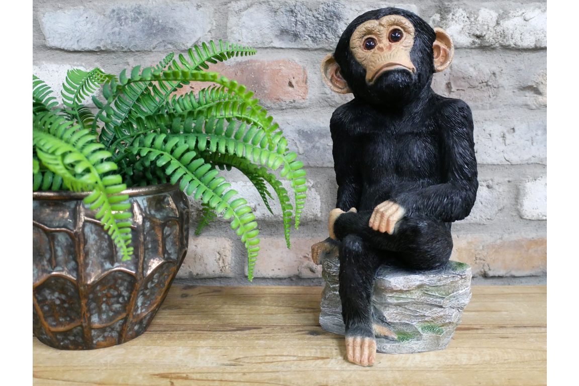 Monkey Sat On Rocks