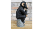 Monkey Thinking