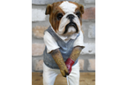 Bulldog Golfer