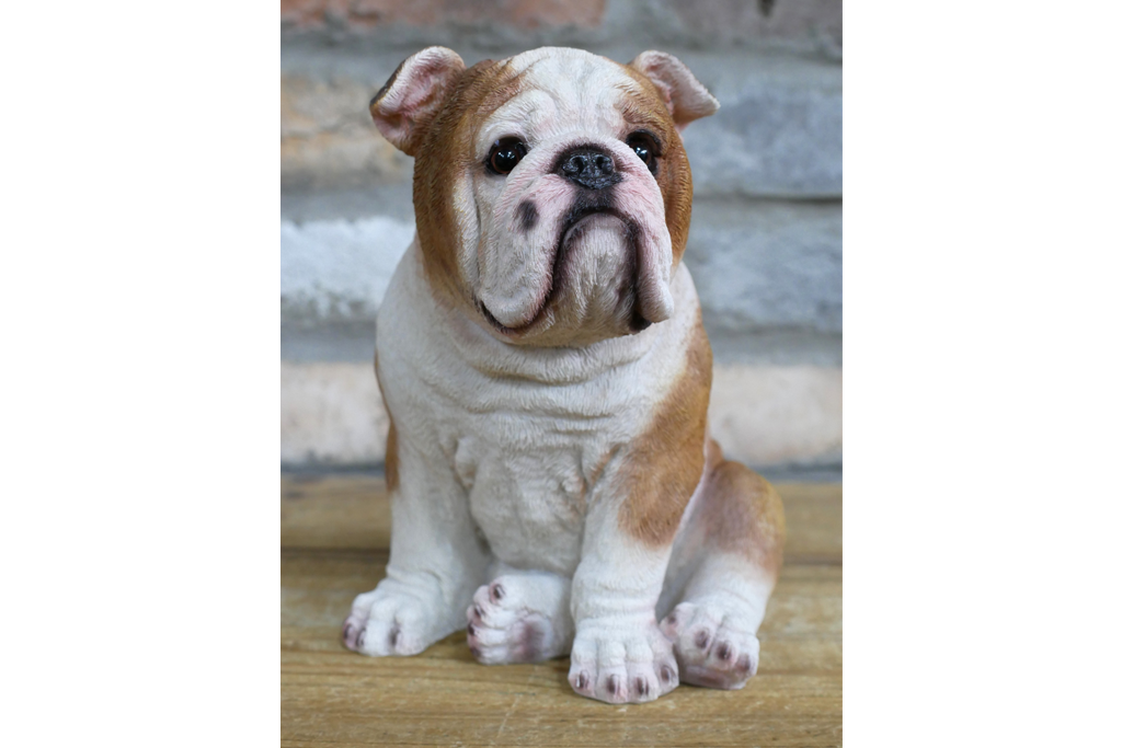 Bulldog