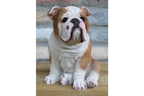 Bulldog