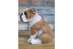 Bulldog