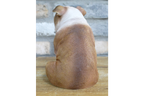 Bulldog