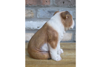 Bulldog