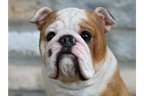 Bulldog