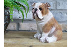 Bulldog