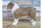 Bulldog