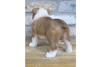 Bulldog