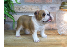 Bulldog