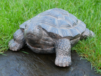Tortoise