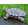 Tortoise