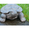 Tortoise