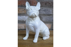 White Dog (Frenchie)