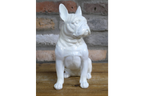 White Dog (Frenchie)