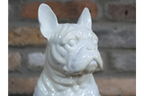 White Dog (Frenchie)