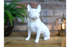 White Dog (Frenchie)