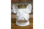 Frenchie With Crown