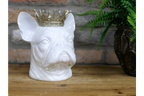 Frenchie With Crown