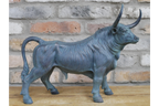 Bull