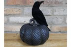 Crow On Pumpkin