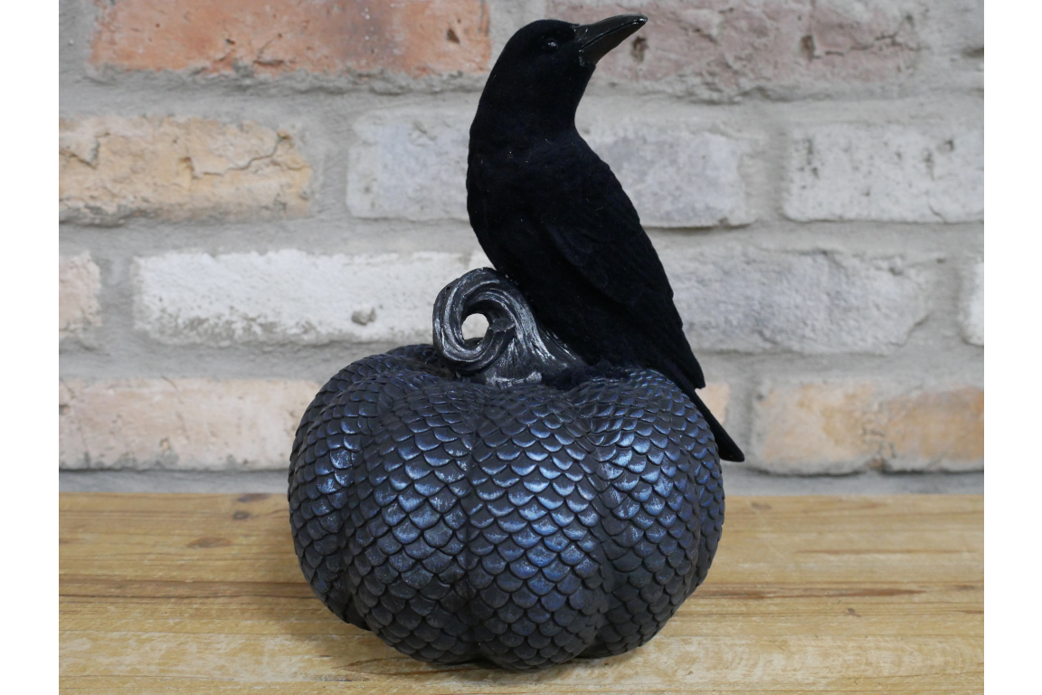 Crow On Pumpkin