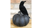 Crow On Pumpkin