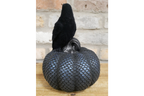 Crow On Pumpkin