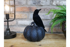 Crow On Pumpkin