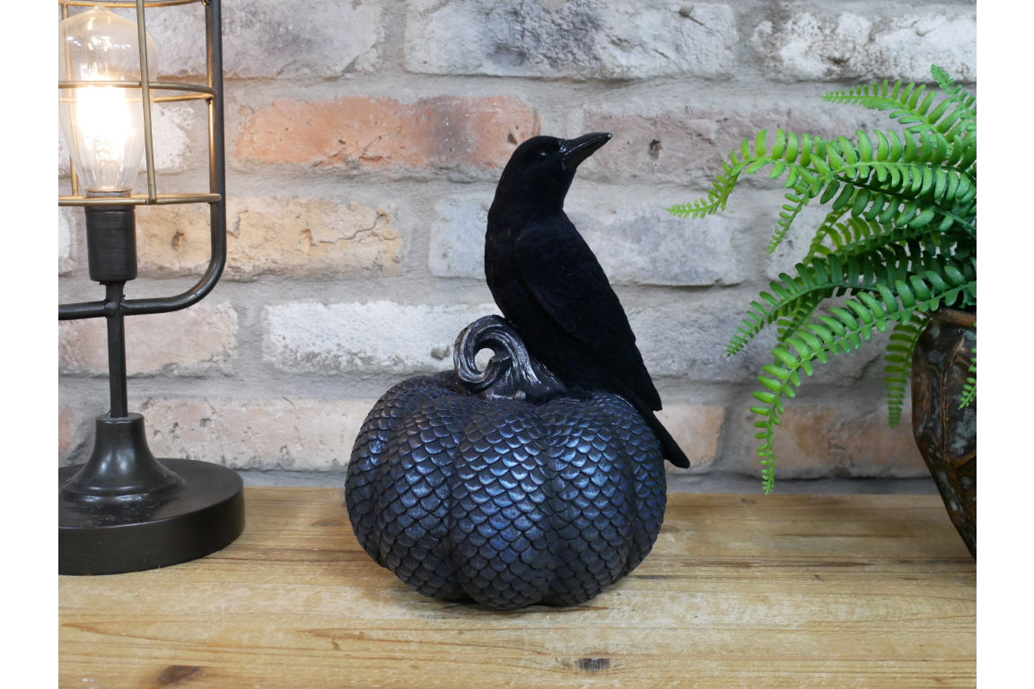Crow On Pumpkin