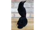 Crow On Skull