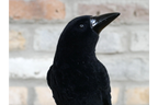 Crow On Skull