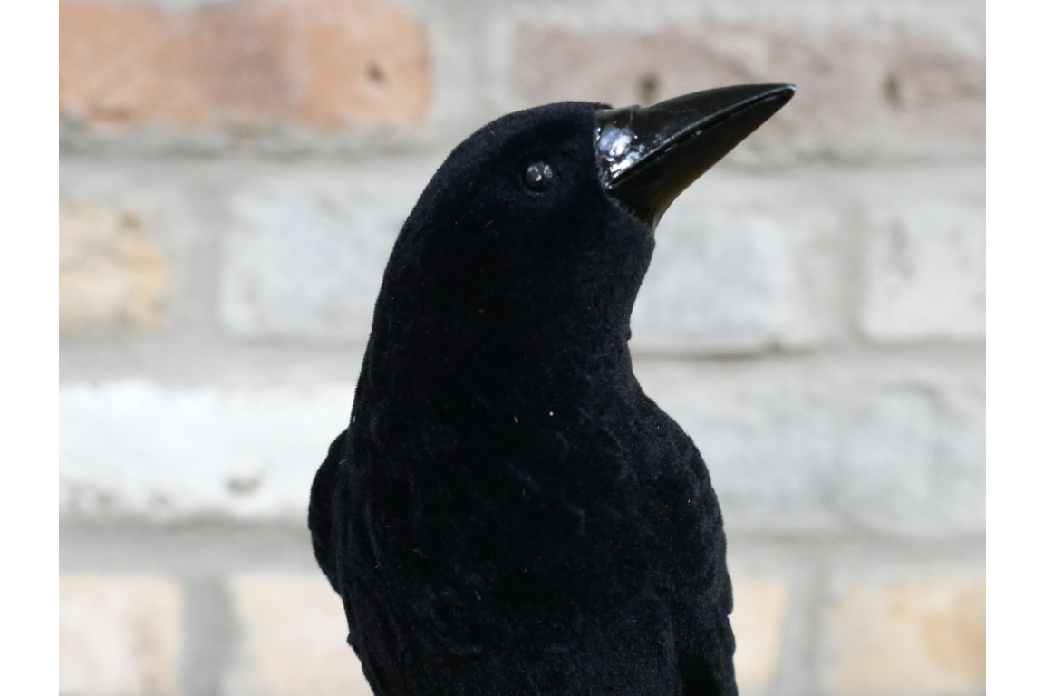 Crow On Skull