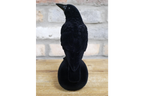 Crow On Skull