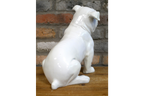 White Bulldog