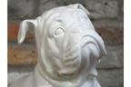 White Bulldog