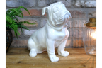 White Bulldog