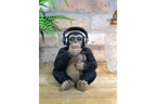 Monkey With Headphones