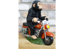 Monkey On Motorbike