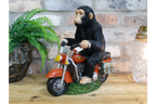 Monkey On Motorbike