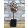 Monkey Head