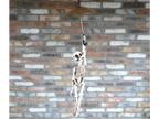 Skeleton With Flying Umbrella