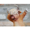Dancing Cow