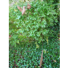 Rusty Hummingbird Stake