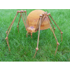 Rusty Spider