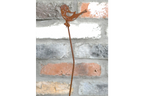 Rusty Bird Stake