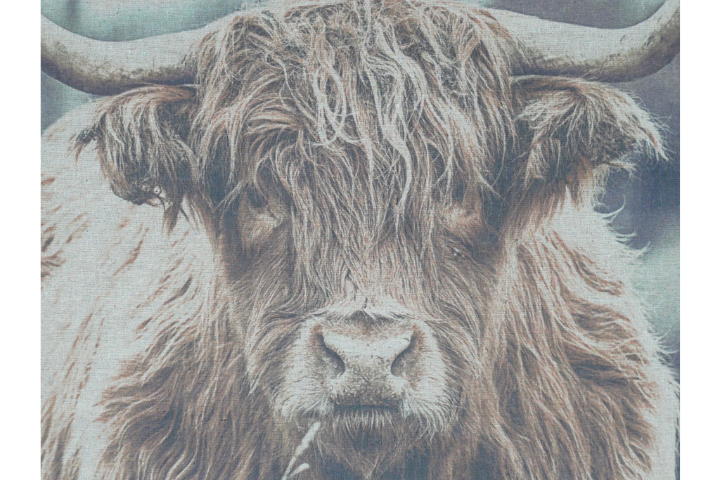 Canvas Wall Art - Highland Cow