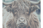 Canvas Wall Art - Highland Cow